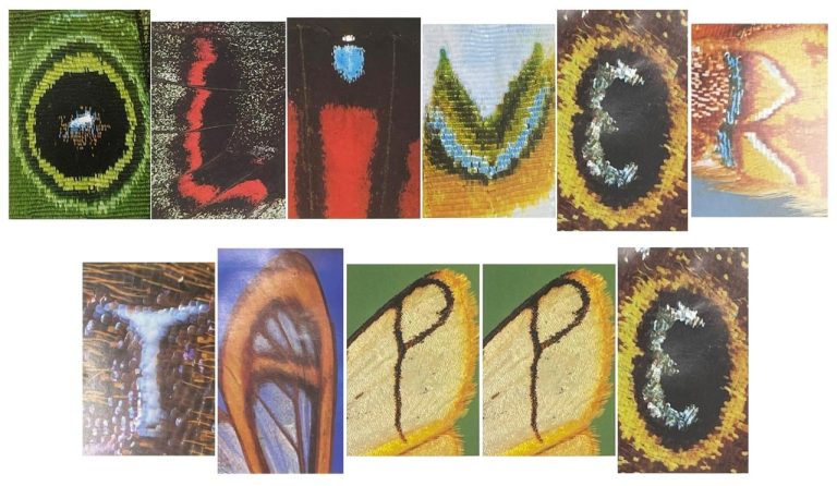 Natur in Ihrem WIRKEN – Oliver Tappe – außerkörperliche Erfahrung