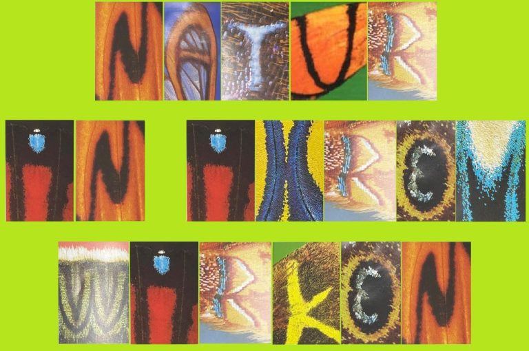 Natur in ihrem Wirken – Die Kraft der Kommunikation und Bewusstwerdung