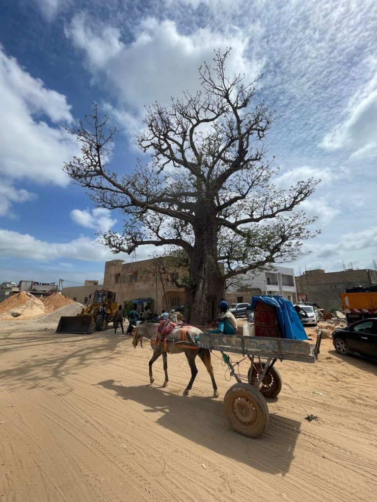 Doris Brodesser – Senegal in der Regenzeit – ein Reisebericht